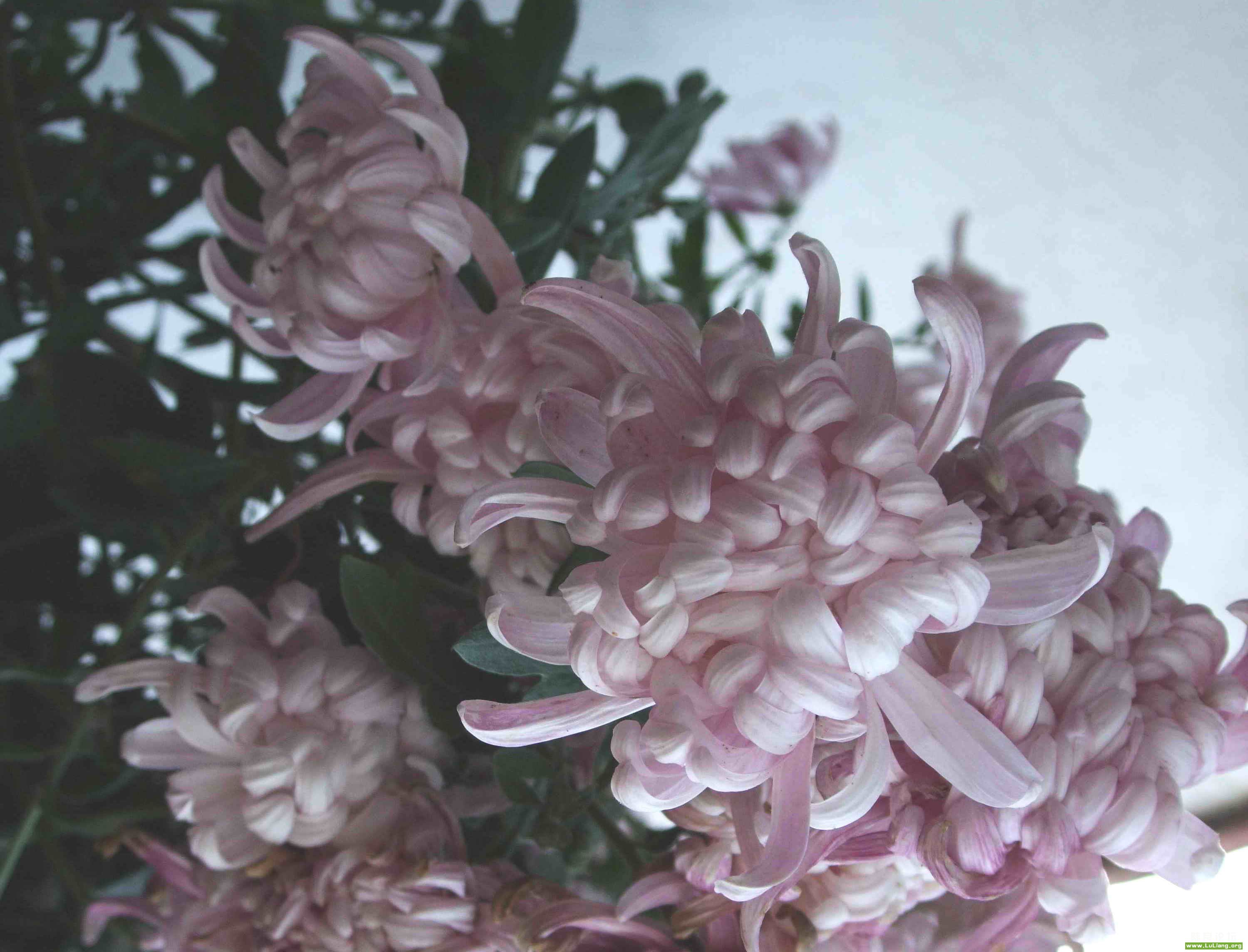 DSCF4710.jpg