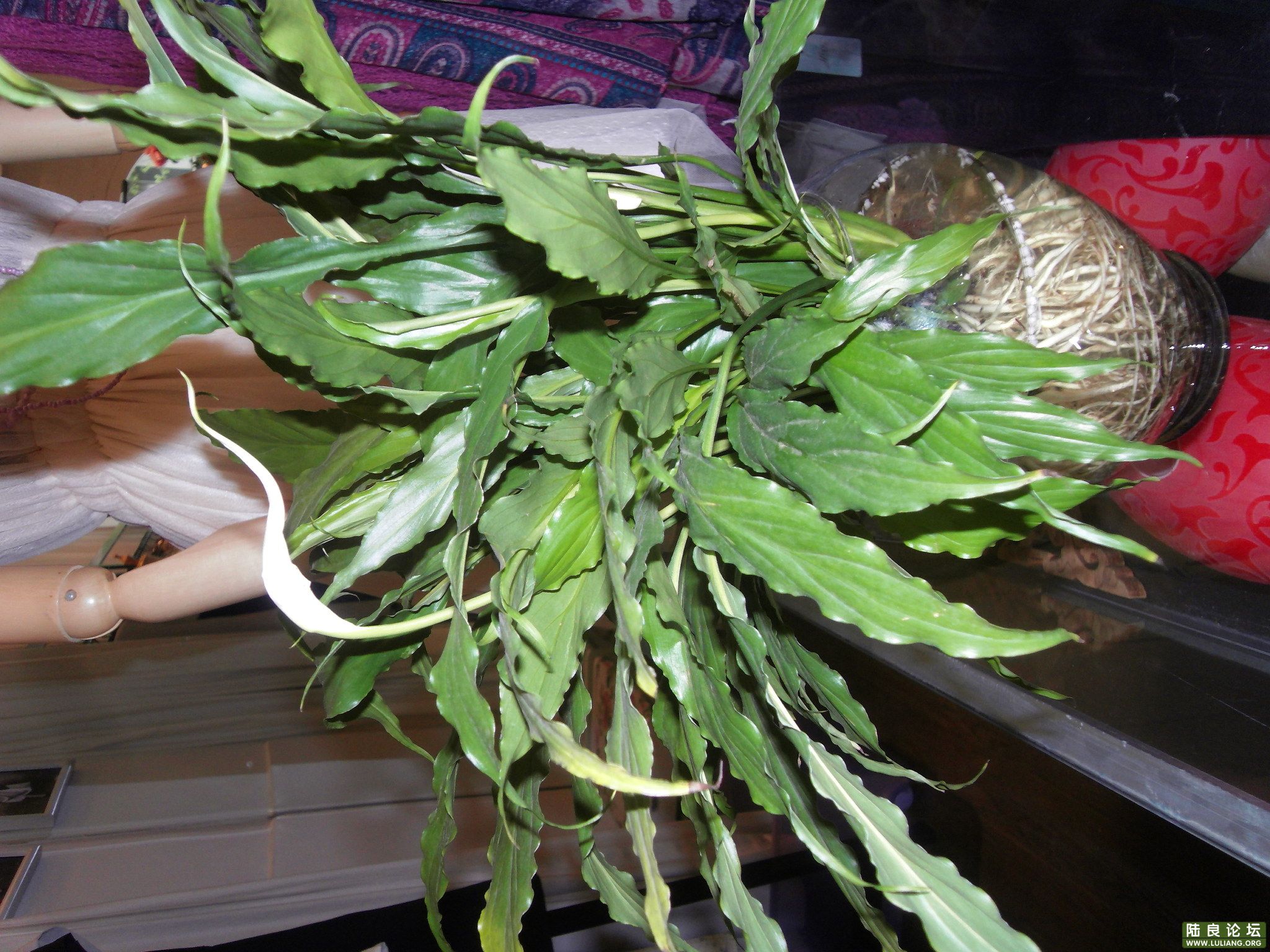 SDC10186.JPG