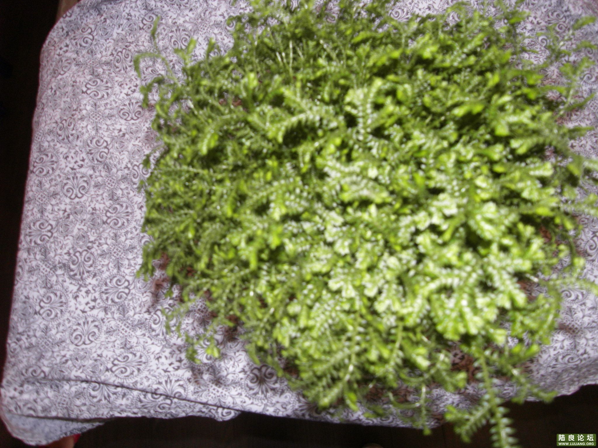 SDC10187.JPG