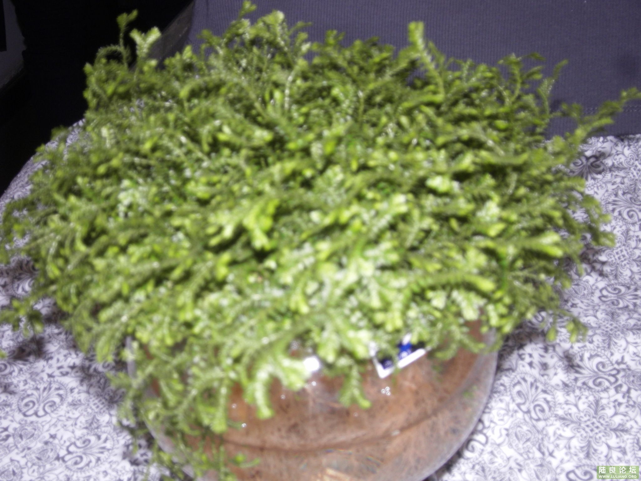 SDC10188.JPG
