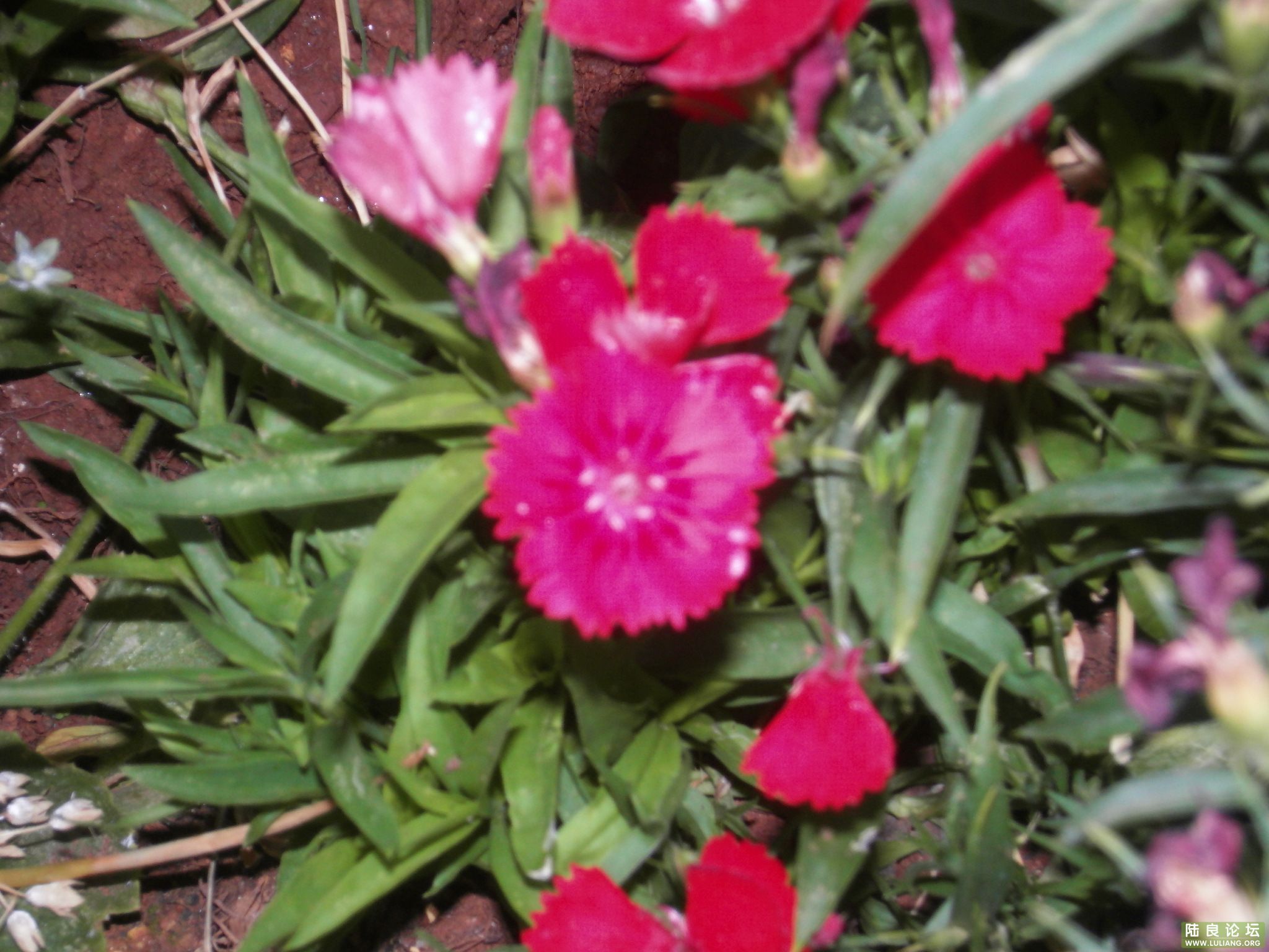 SDC10205.JPG