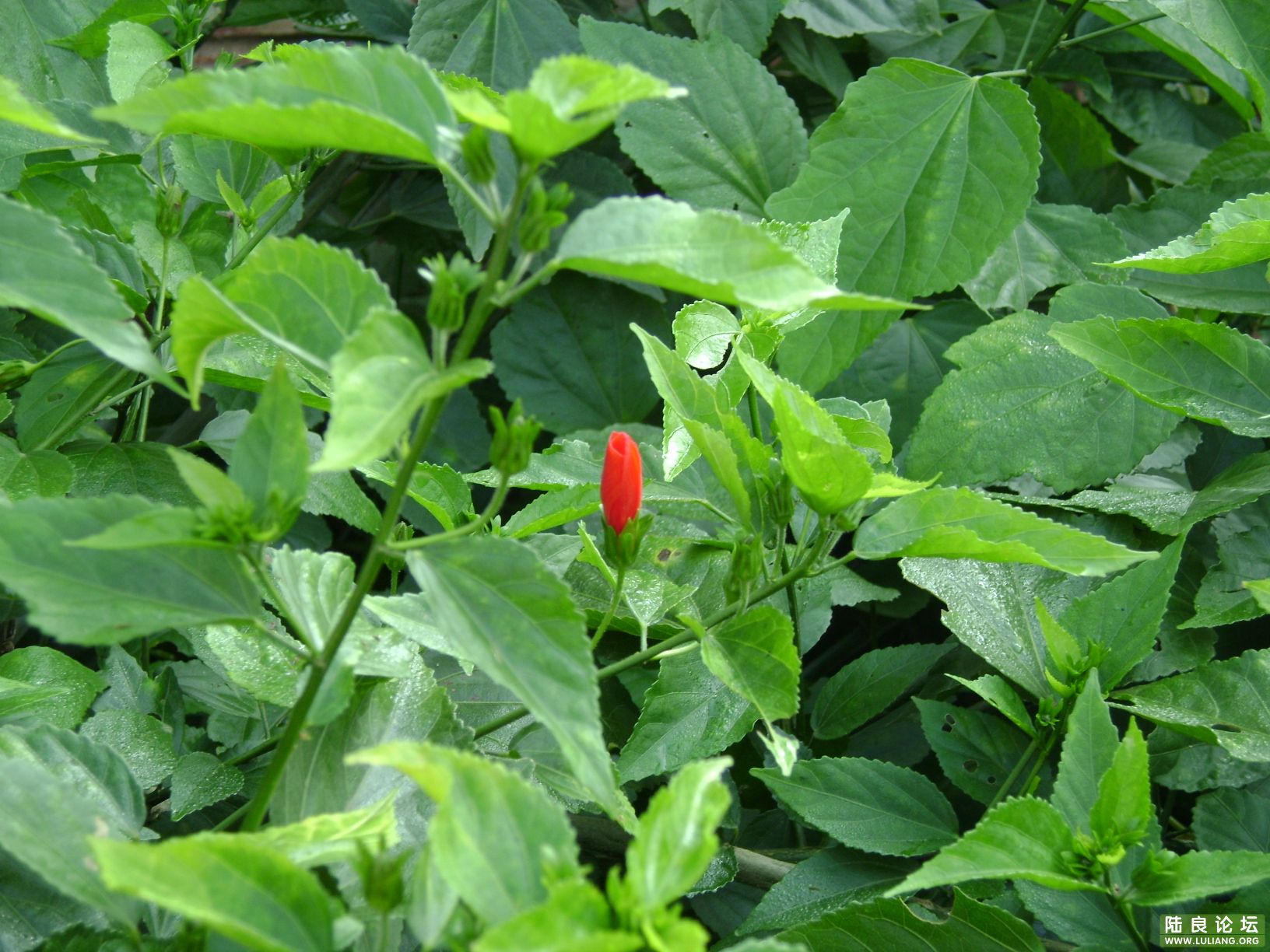 DSC01391.JPG
