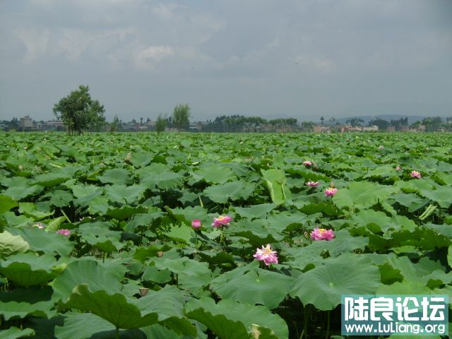 DSC03170.JPG