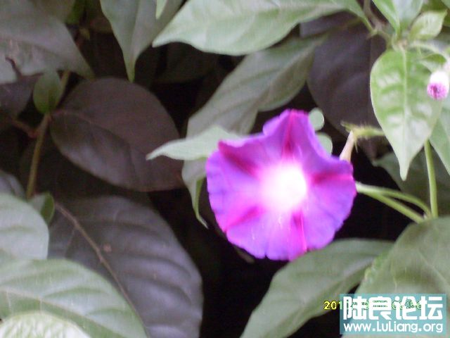 SDC10148.JPG