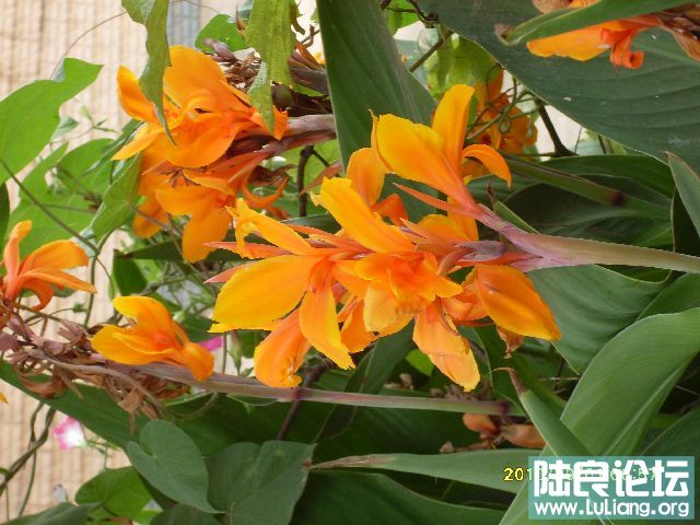 SDC10149.JPG