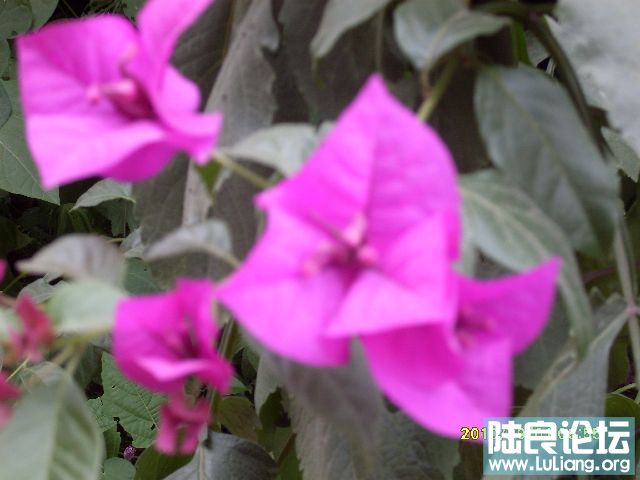 SDC10146.JPG