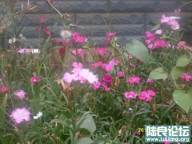 SDC10150.JPG