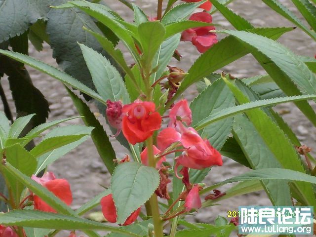SDC10155.JPG