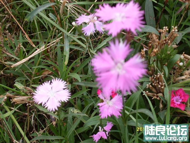 SDC10153.JPG