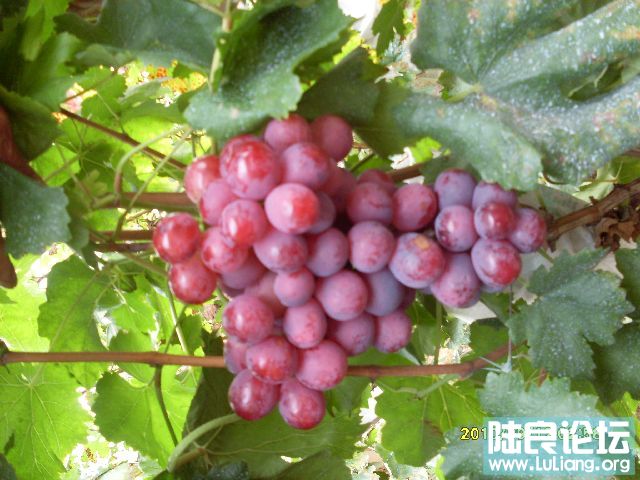 SDC10177.JPG