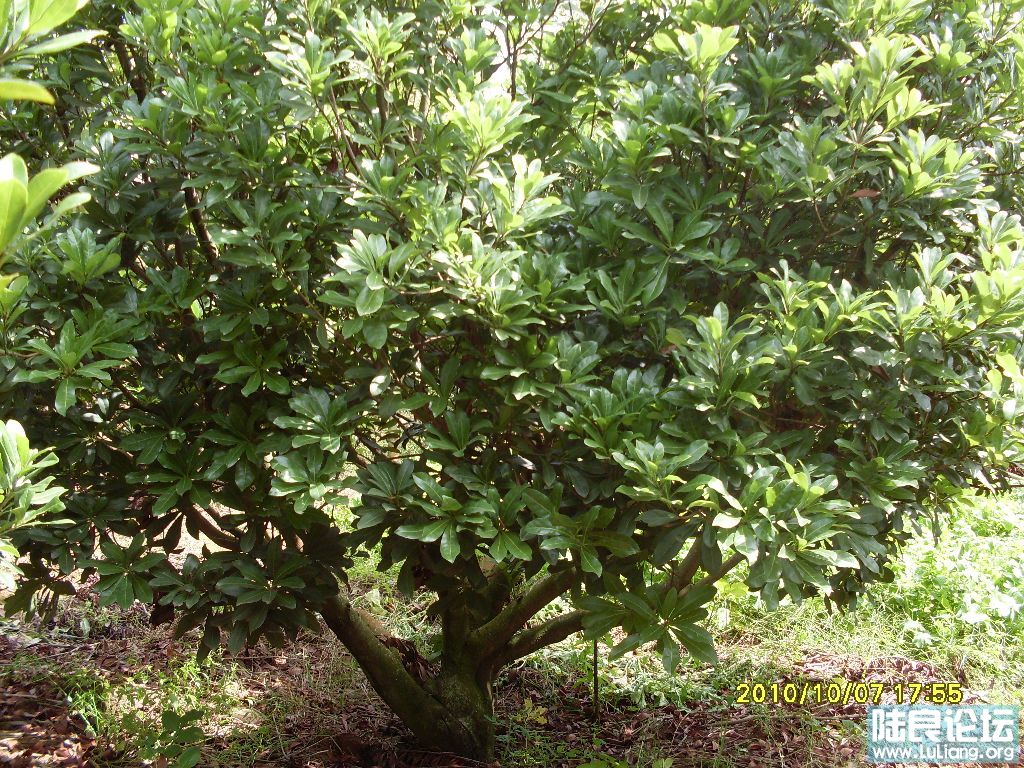 SDC10187.JPG