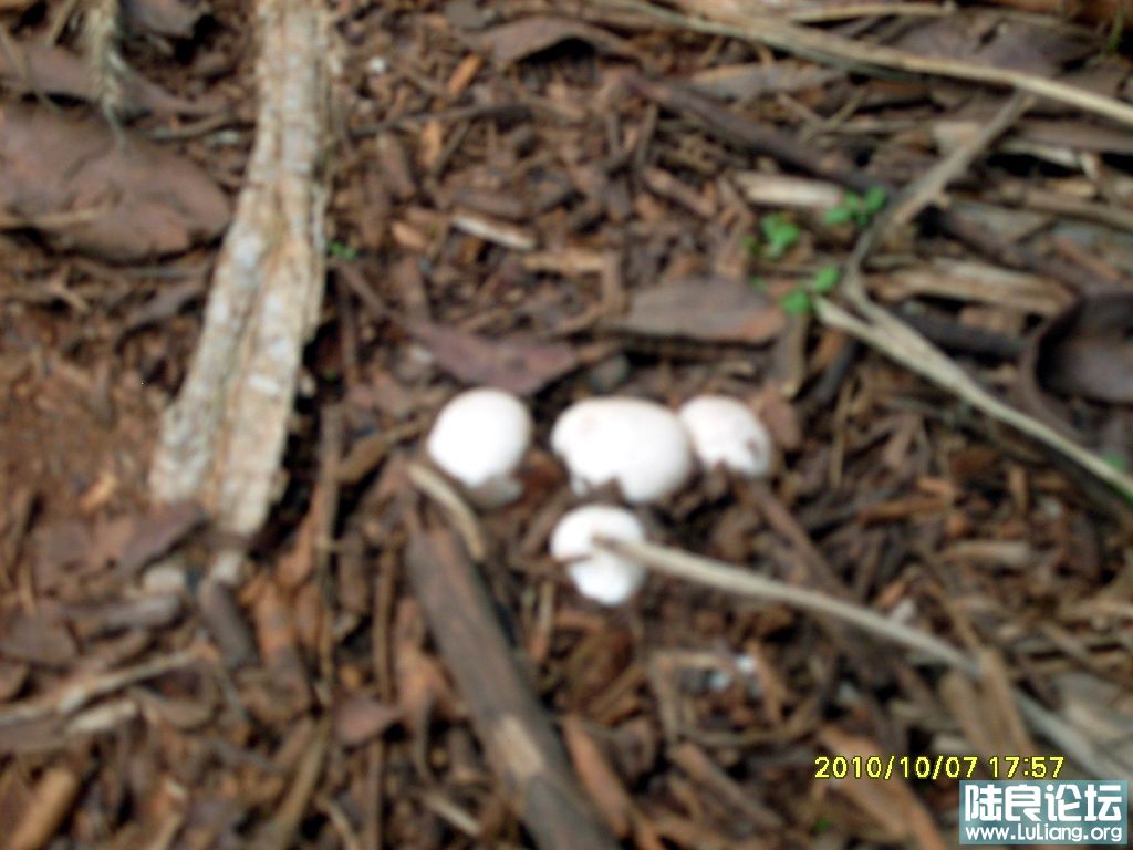 SDC10194.JPG