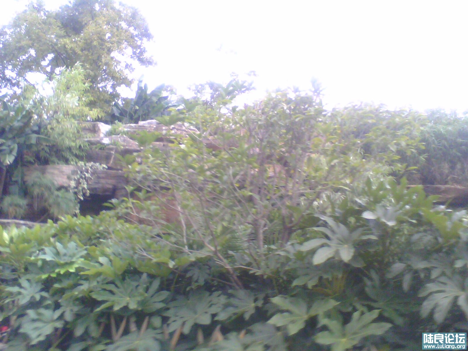 IMG0276A.jpg