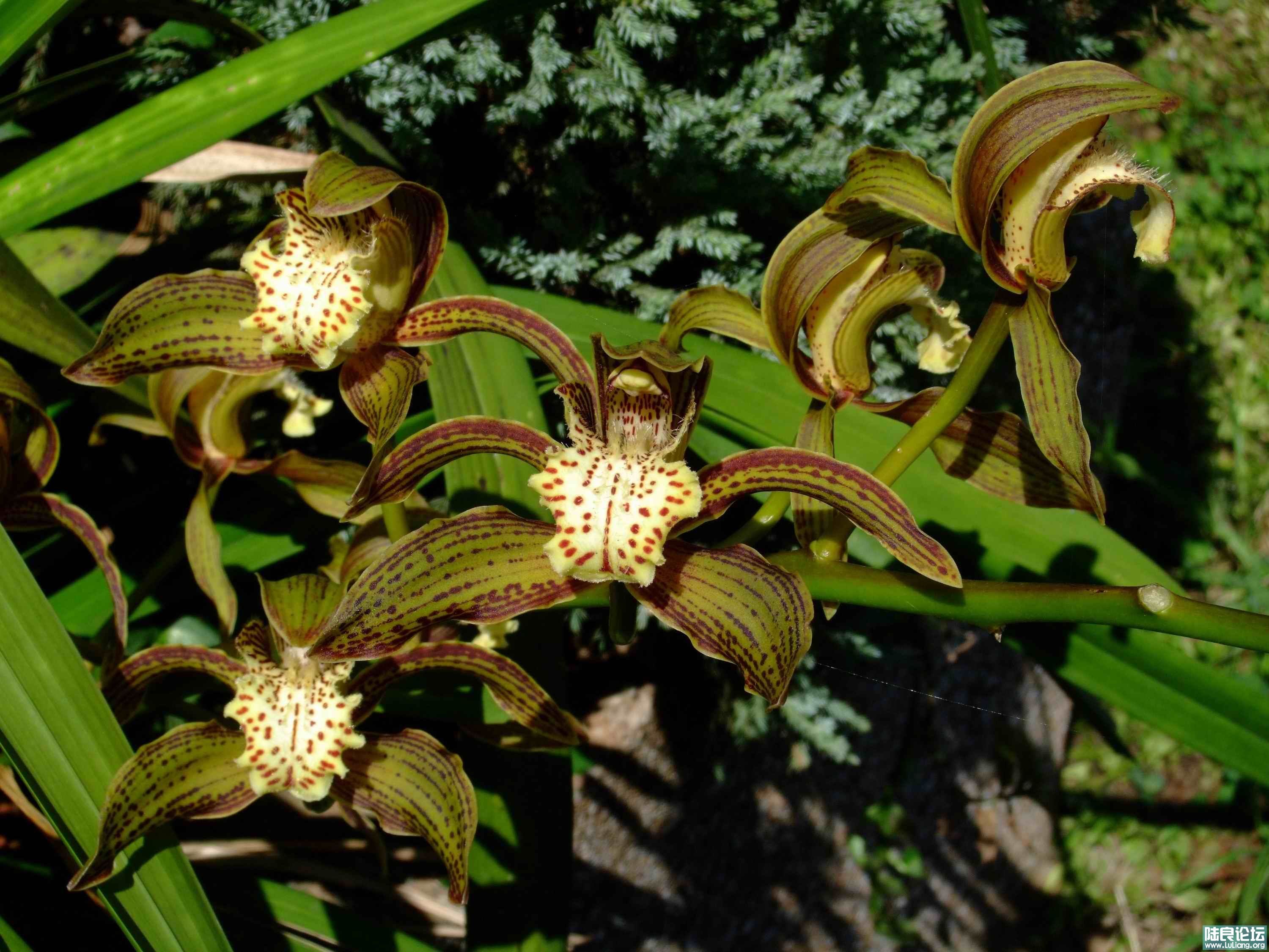 DSCF1168.jpg