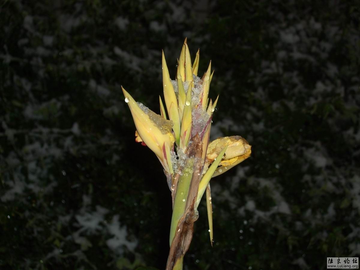 С DSCF20714 (0).JPG