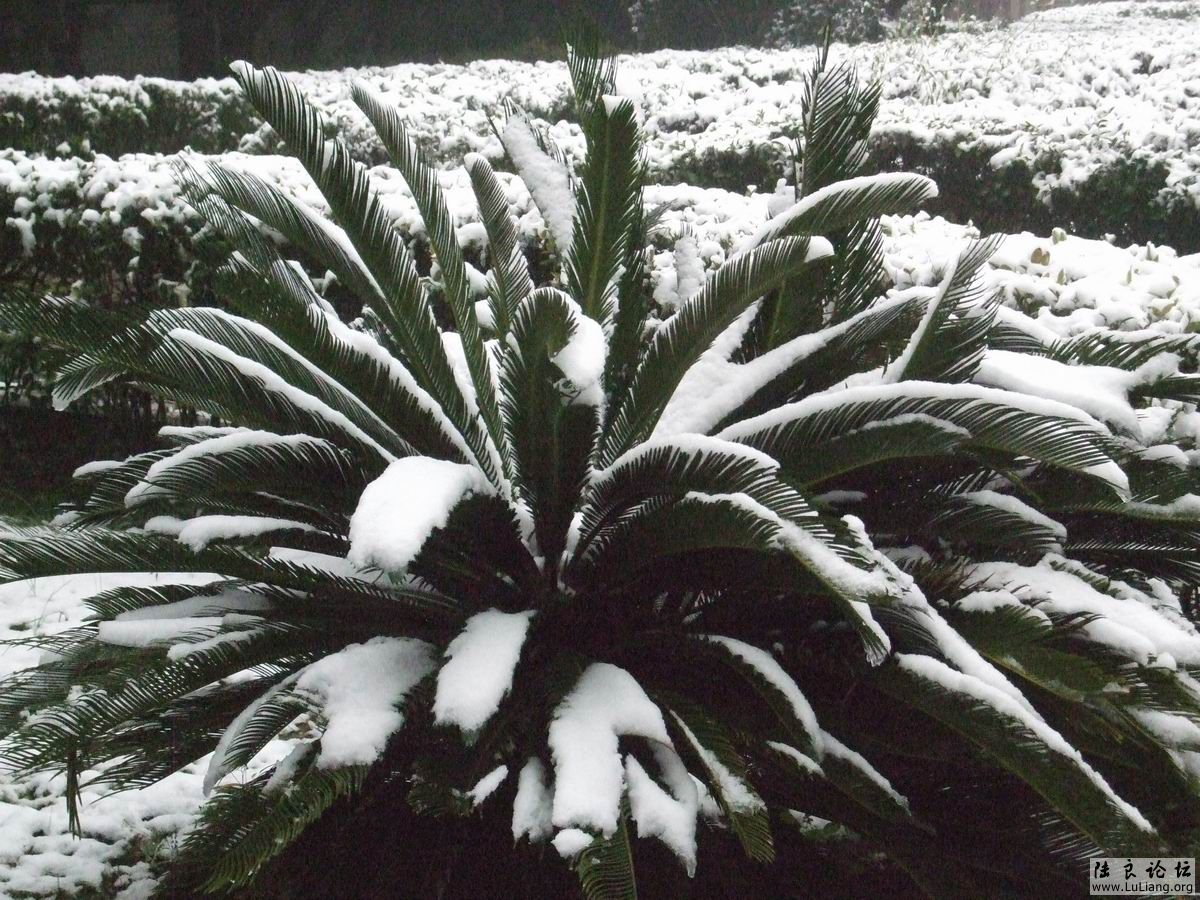 С DSCF20714 (1).JPG