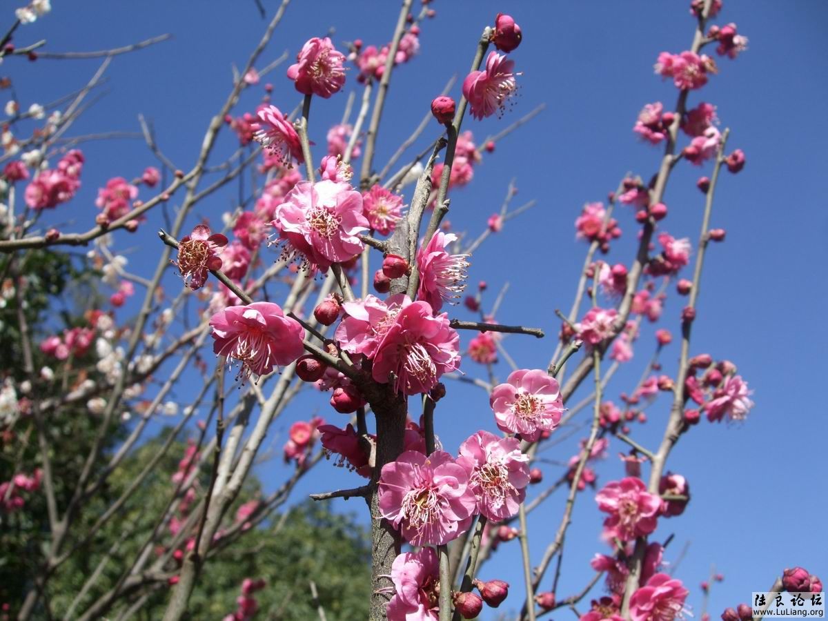 С DSCF2449.JPG