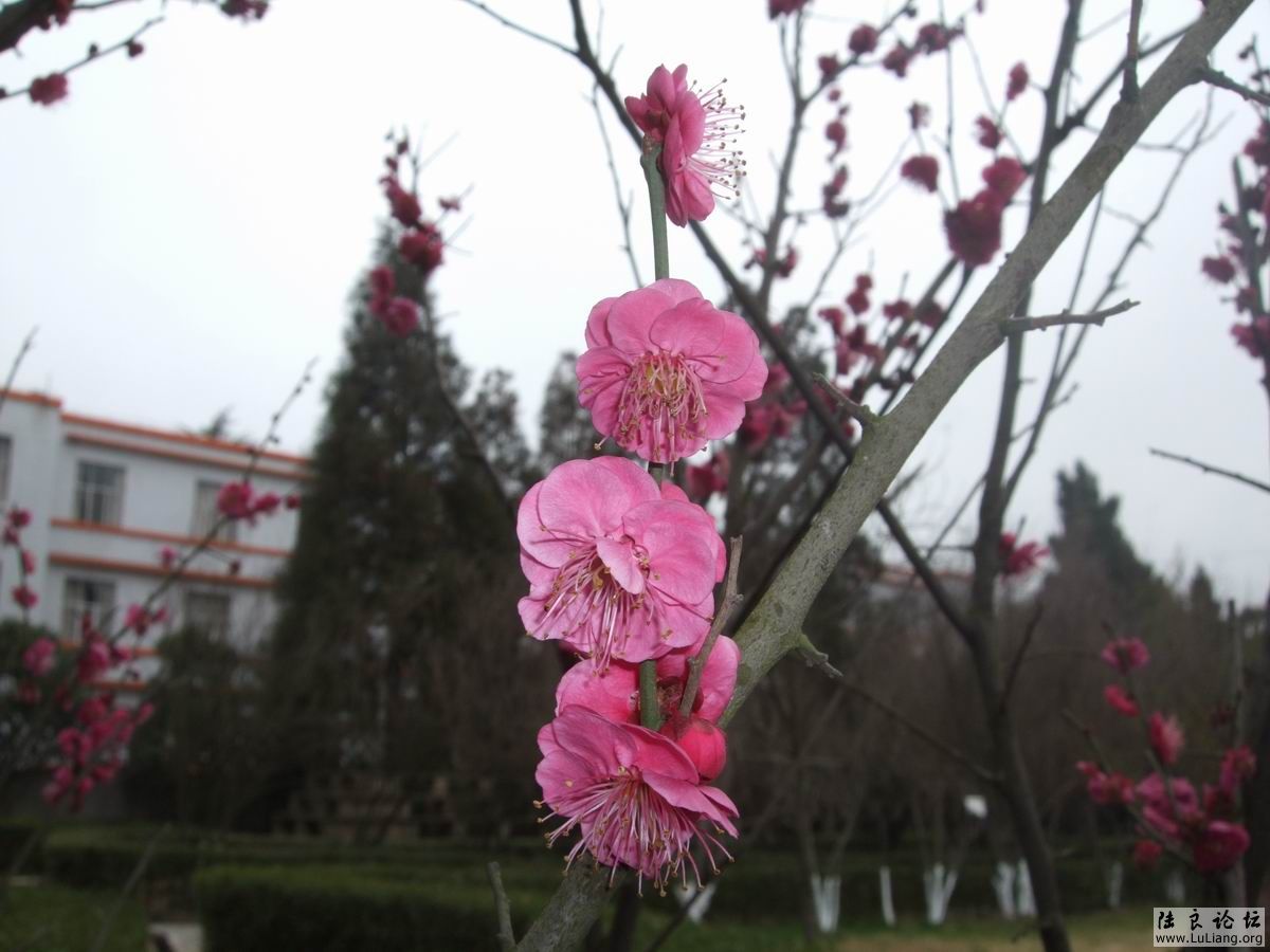 С DSCF2467.JPG
