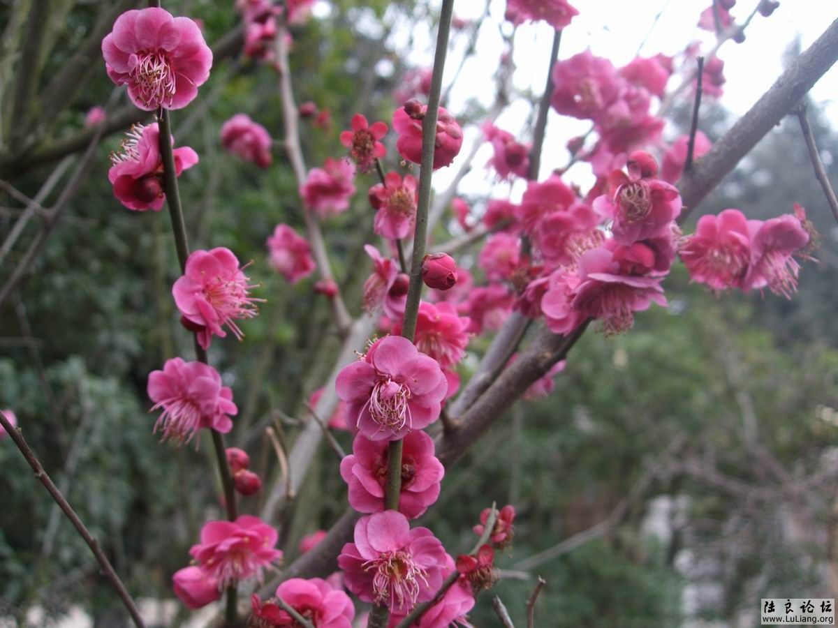 С DSCF2451.JPG