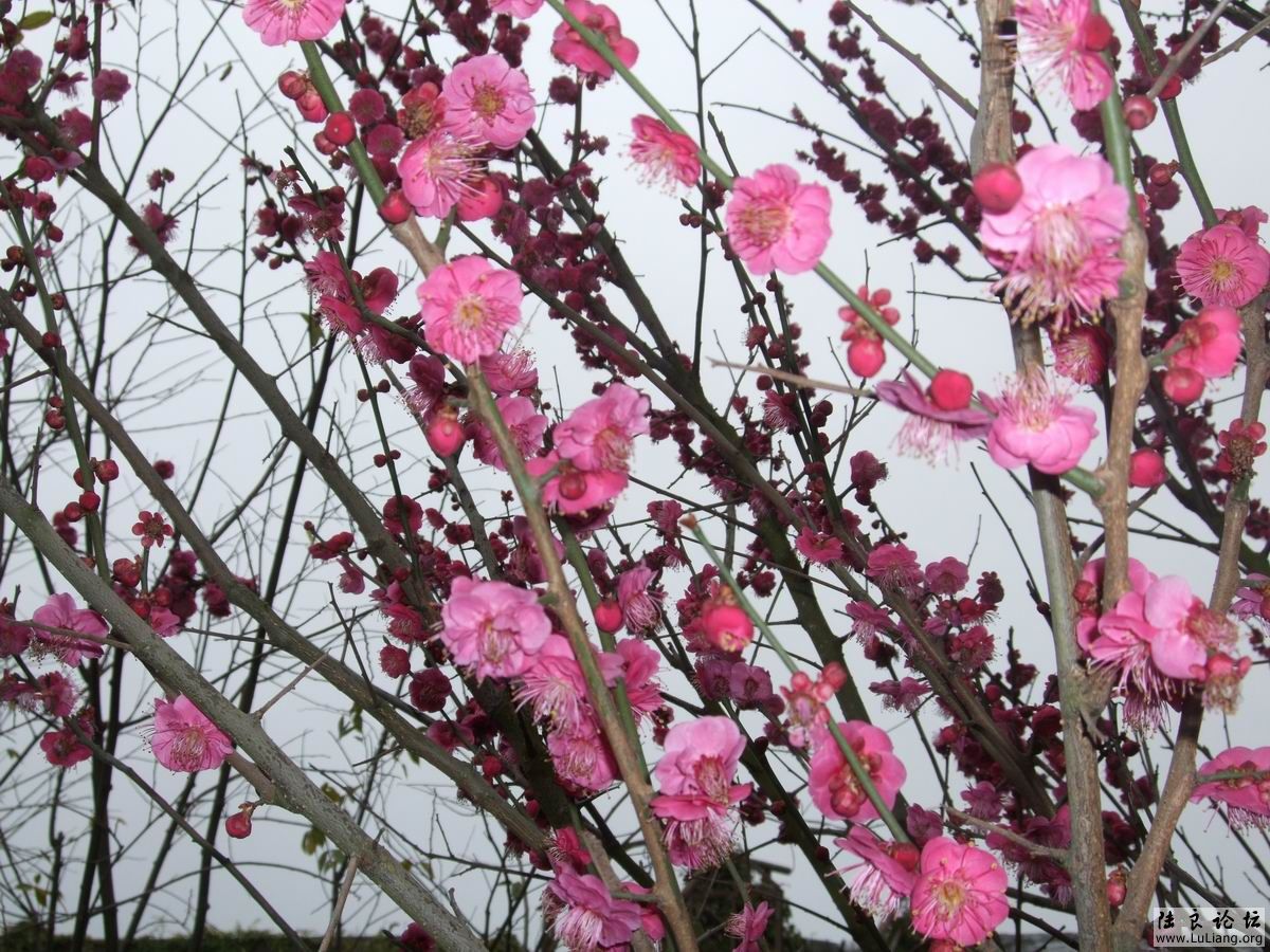 С DSCF2456.JPG