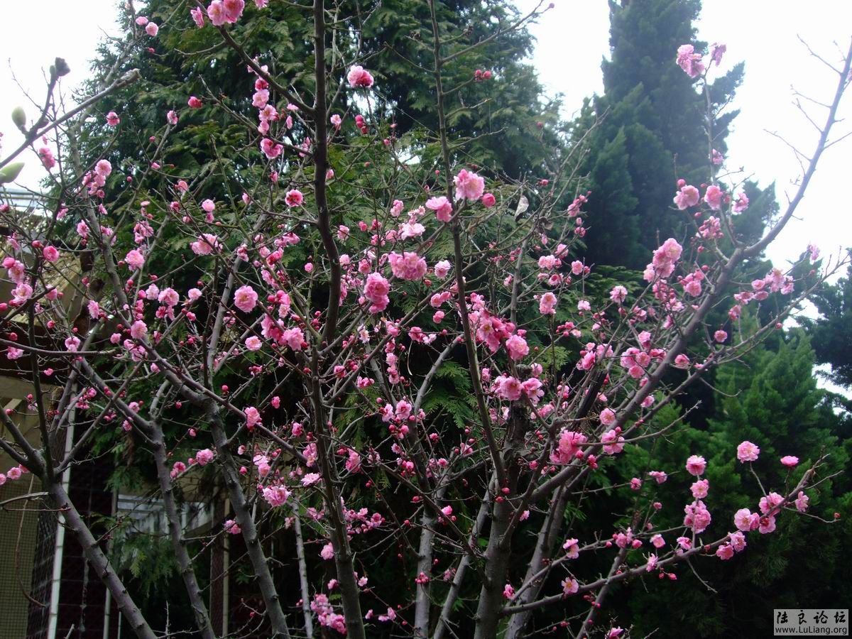 С DSCF2488.JPG
